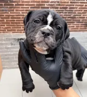 Rose, a female Olde English Bulldogge for sale in Minneapolis, MN – 5 of 8