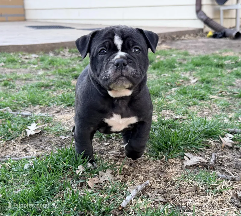 Rose – Olde English Bulldogge puppy for sale in Minneapolis, MN