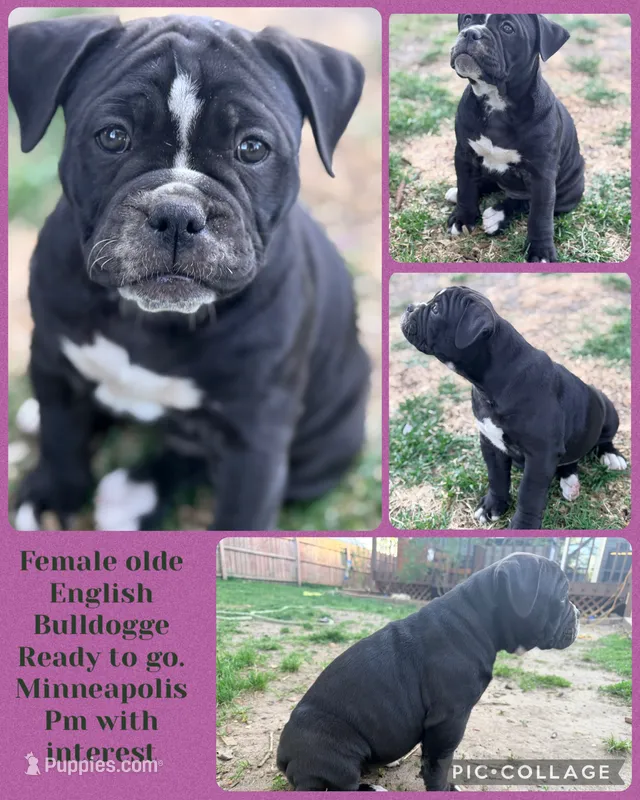Rose – Olde English Bulldogge puppy for sale in Minneapolis, MN