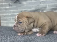 Sprinter , a female Olde English Bulldogge for sale in Minneapolis, MN – Photo 2 of 5