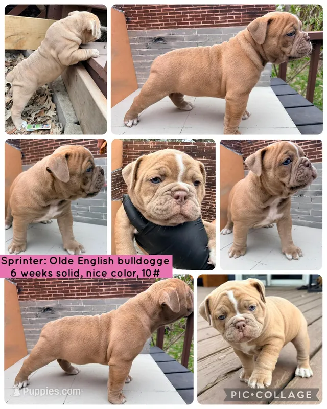 Sprinter  – Olde English Bulldogge puppy for sale in Minneapolis, MN