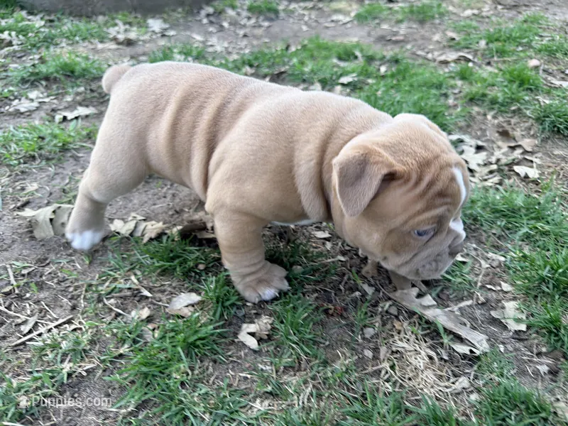 Sprinter  – Olde English Bulldogge puppy for sale in Minneapolis, MN