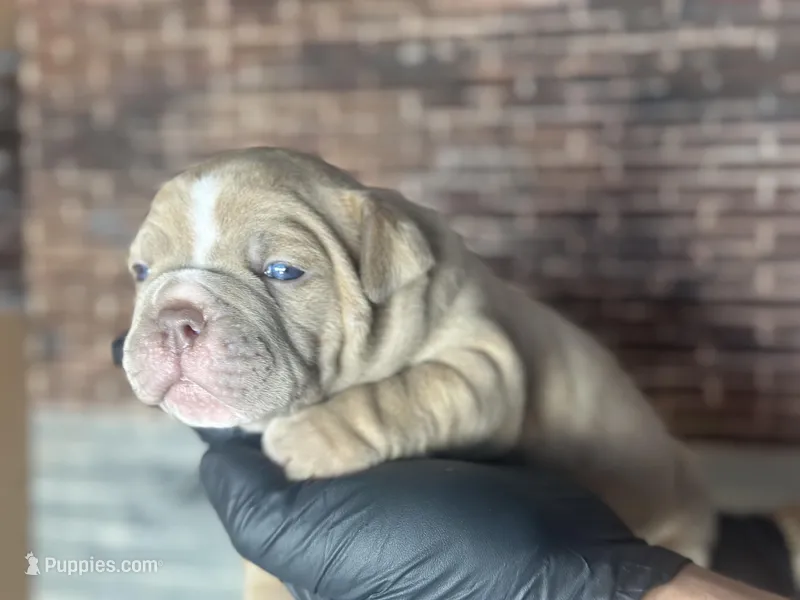 Sprinter  – Olde English Bulldogge puppy for sale in Minneapolis, MN