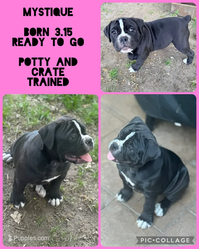 Mystique – Olde English Bulldogge puppy for sale in Minneapolis, MN