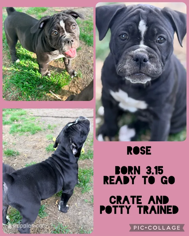 Rose – Olde English Bulldogge puppy for sale in Minneapolis, MN