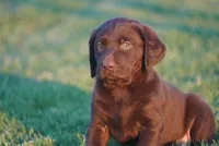 Pearl, a female Labrador Retriever for sale in Alvord, TX – 4 of 4