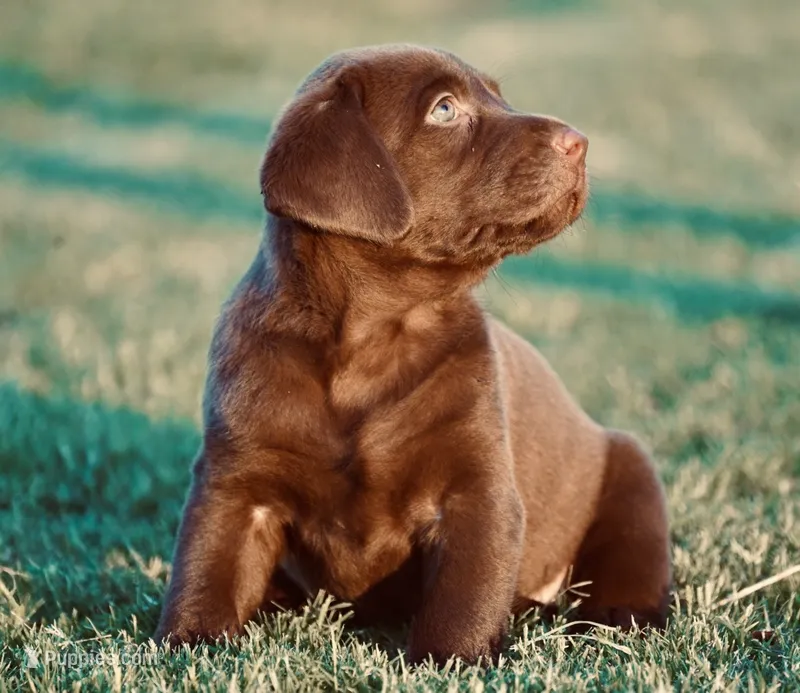 Pearl – Labrador Retriever puppy for sale in Alvord, TX