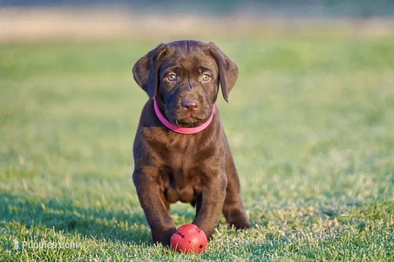 Roxy – Labrador Retriever puppy for sale in Alvord, TX