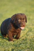 Roxy, a female Labrador Retriever for sale in Alvord, TX – 4 of 4