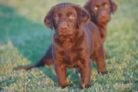 Pearl, a female Labrador Retriever for sale in Alvord, TX – 3 of 4