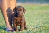 Roxy, a female Labrador Retriever for sale in Alvord, TX – 3 of 4