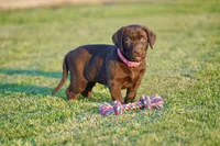 Roxy, a female Labrador Retriever for sale in Alvord, TX – 2 of 4