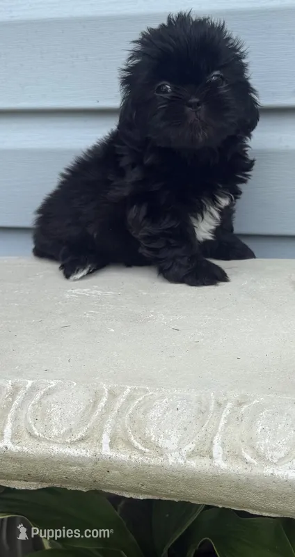 Delilah – Shih Tzu puppy for sale in Joplin, MO