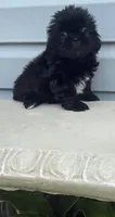 Delilah, a female Shih Tzu for sale in Joplin, MO – 1 of 2