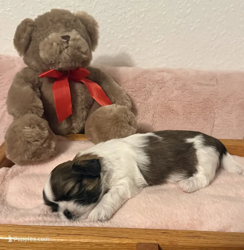 Princess – Shih Tzu puppy for sale in Joplin, MO