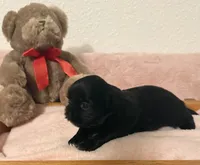 Delilah, a female Shih Tzu for sale in Joplin, MO – 2 of 2