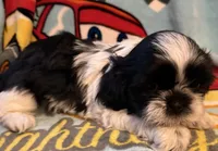 Buddy, a male Shih Tzu for sale in Joplin, MO – Photo 2 of 4
