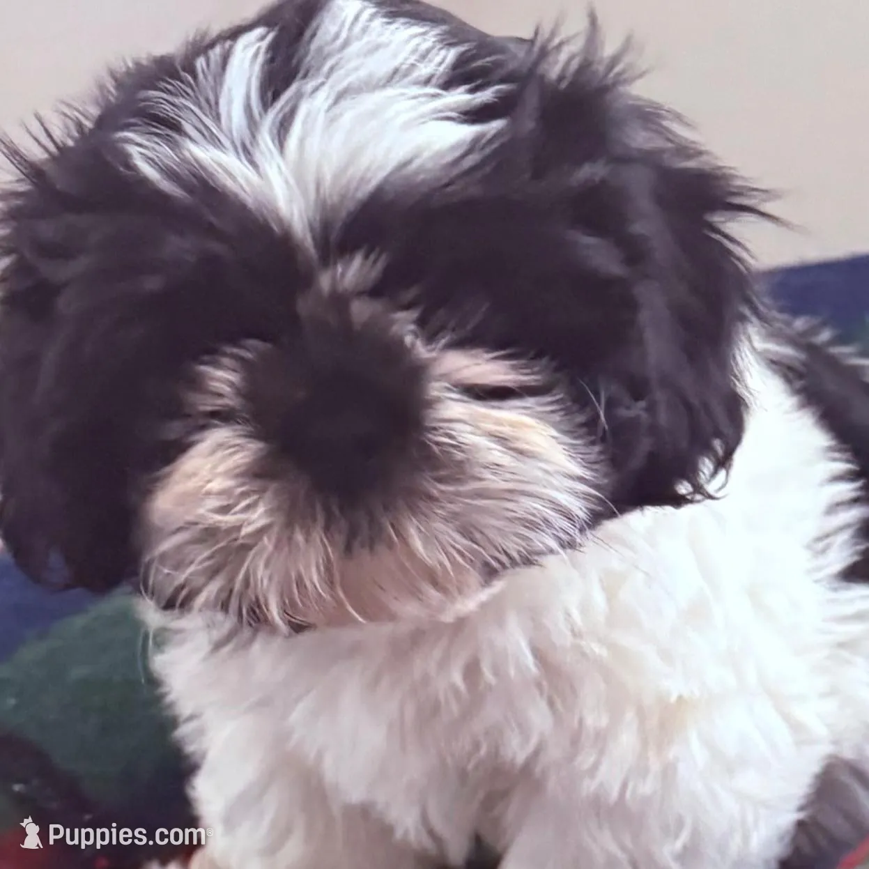 Oreo  – Shih Tzu puppy for sale in Joplin, MO