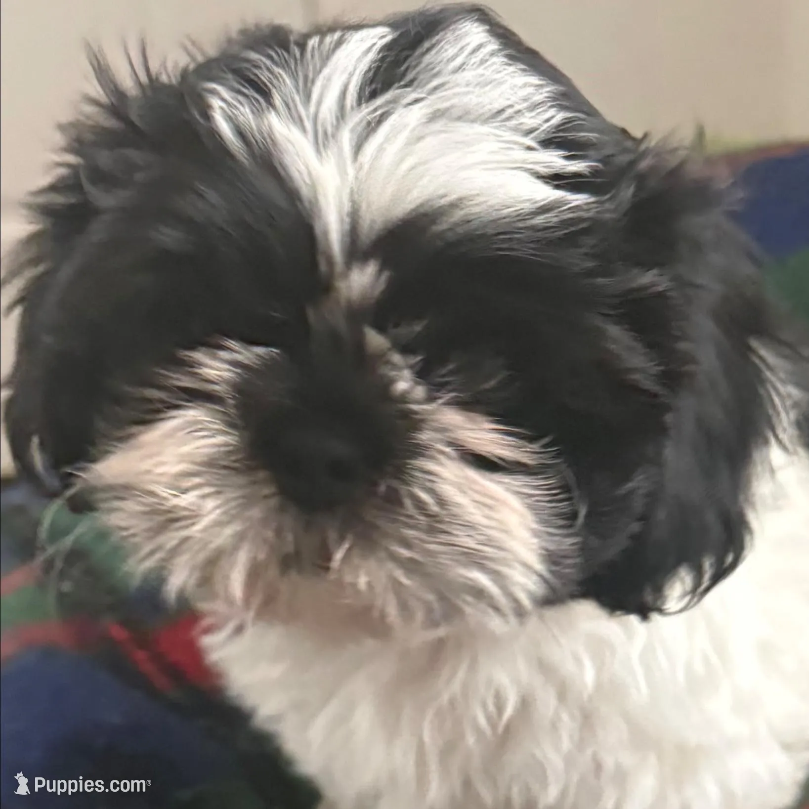 Oreo , a male Shih Tzu for sale in Joplin, MO – Photo 2 of 2