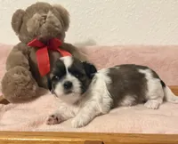 Princess, a female Shih Tzu for sale in Joplin, MO – 2 of 3