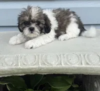 Princess, a female Shih Tzu for sale in Joplin, MO – 3 of 3