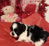 Luke, a male Shih Tzu for sale in Joplin, MO – Photo 1 of 3