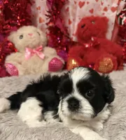 Luke, a male Shih Tzu for sale in Joplin, MO – Photo 3 of 3