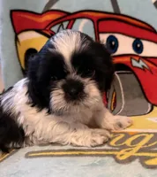 Oreo, a male Shih Tzu for sale in Joplin, MO – Photo 1 of 5
