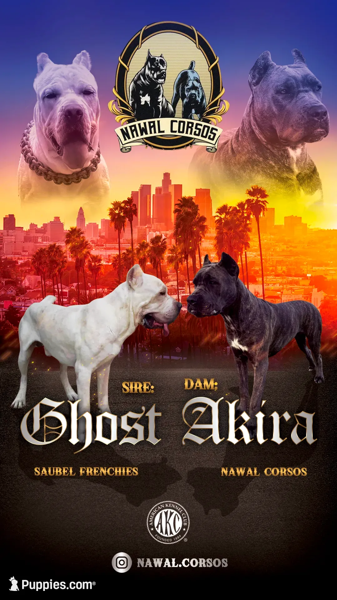 Rose, a female Cane Corso for sale in Covina, CA – Photo 2 of 3