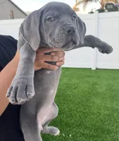 Rose, a female Cane Corso for sale in Covina, CA – Photo 3 of 3