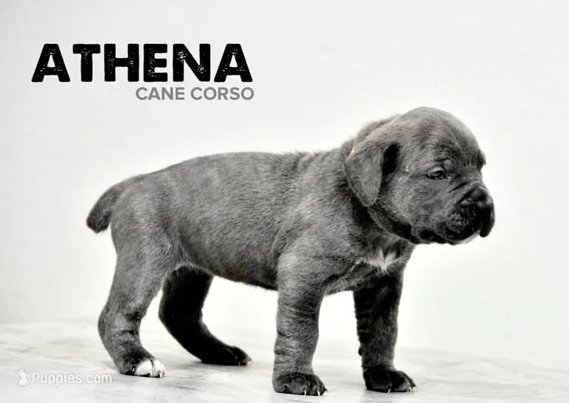 Athena
