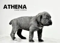 Athena, a female Cane Corso for sale in Covina, CA – Photo 1 of 4