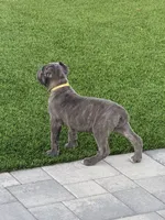 Athena, a female Cane Corso for sale in Covina, CA – Photo 3 of 4