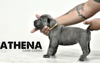 Athena, a female Cane Corso for sale in Covina, CA – Photo 2 of 4