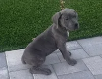 Cielo, a male Cane Corso for sale in Covina, CA – Photo 2 of 3