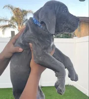 Cielo, a male Cane Corso for sale in Covina, CA – Photo 3 of 3