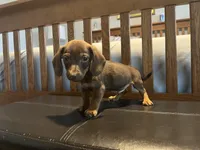 Mocha, a male Dachshund for sale in San Antonio, TX – 3 of 4
