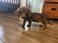 Mocha, a male Dachshund for sale in San Antonio, TX – 4 of 4