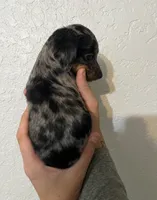 Ferrero, a male Dachshund for sale in San Antonio, TX – 2 of 2
