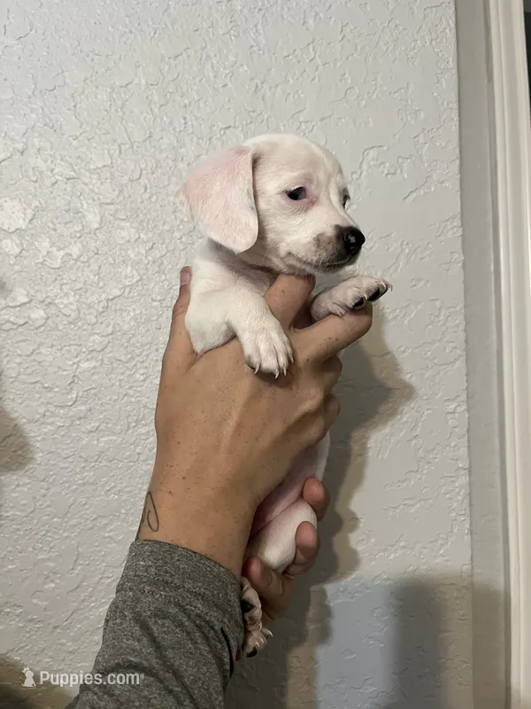 Zera – Dachshund puppy for sale in San Antonio, TX