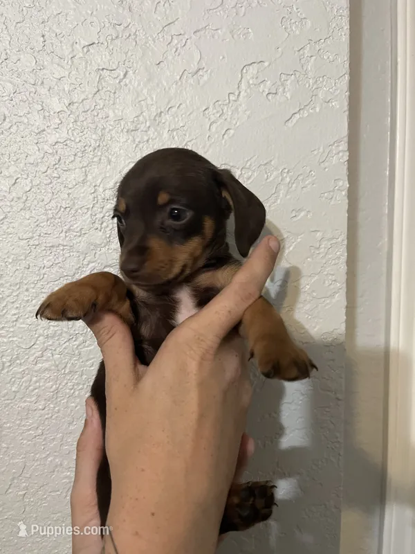 Hershey – Dachshund puppy on hold in San Antonio, TX