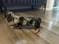 Ferrero, a male Dachshund for sale in San Antonio, TX – 4 of 4