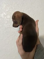 Mocha, a male Dachshund for sale in San Antonio, TX – 2 of 2
