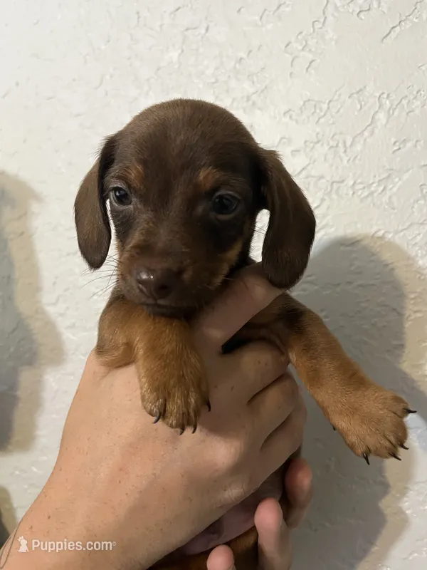 Mocha – Dachshund puppy for sale in San Antonio, TX