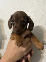 Mocha, a male Dachshund for sale in San Antonio, TX – 1 of 2