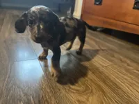 Ferrero, a male Dachshund for sale in San Antonio, TX – 3 of 4