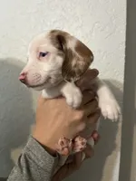 Twix, a female Dachshund for sale in San Antonio, TX – 1 of 2