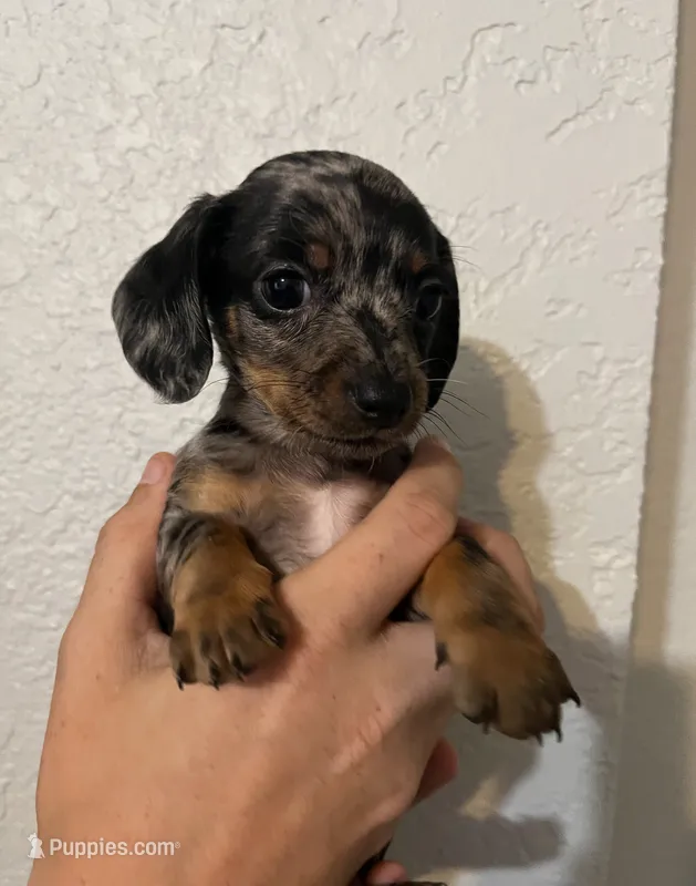 Ferrero – Dachshund puppy for sale in San Antonio, TX