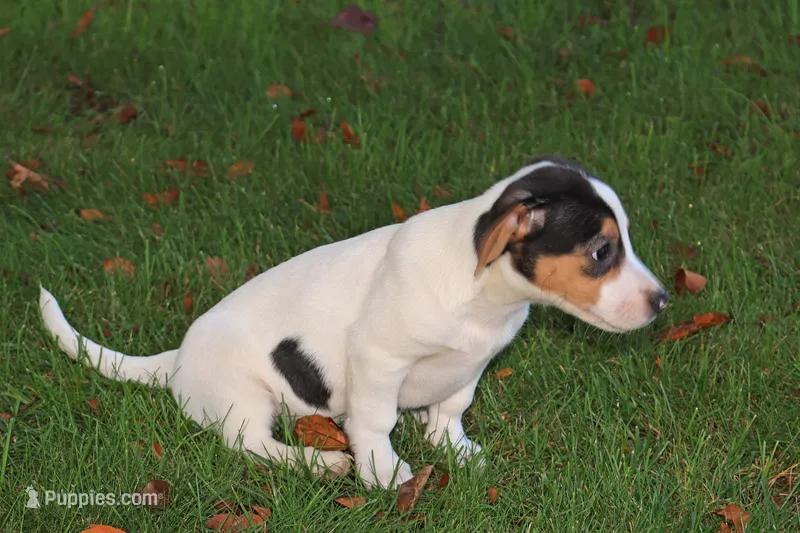 Glossy – Jack Russell Terrier puppy for sale in Goshen, IN