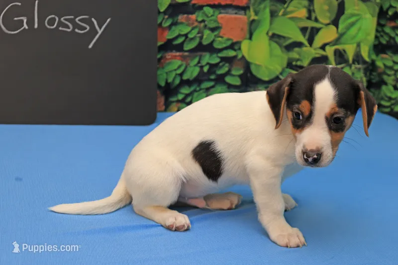 Glossy – Jack Russell Terrier puppy for sale in Goshen, IN